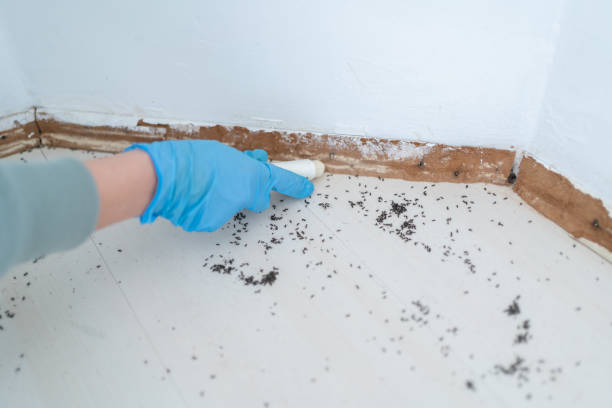 Best Termite Control Services  in Fremont, OH